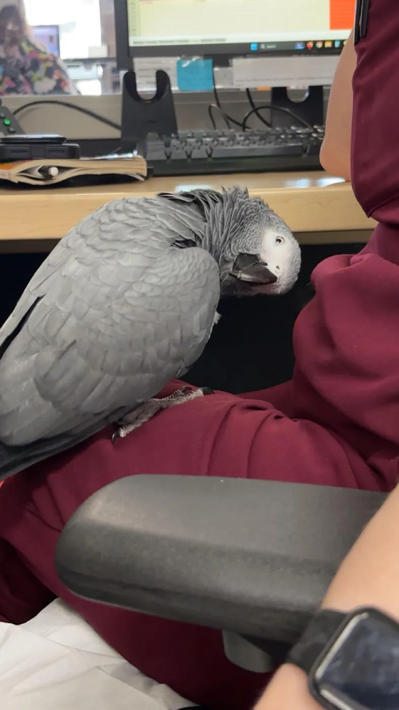 African grey parrot being cuddled
