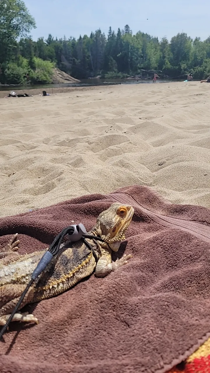 Bearded dragon on a beach towel