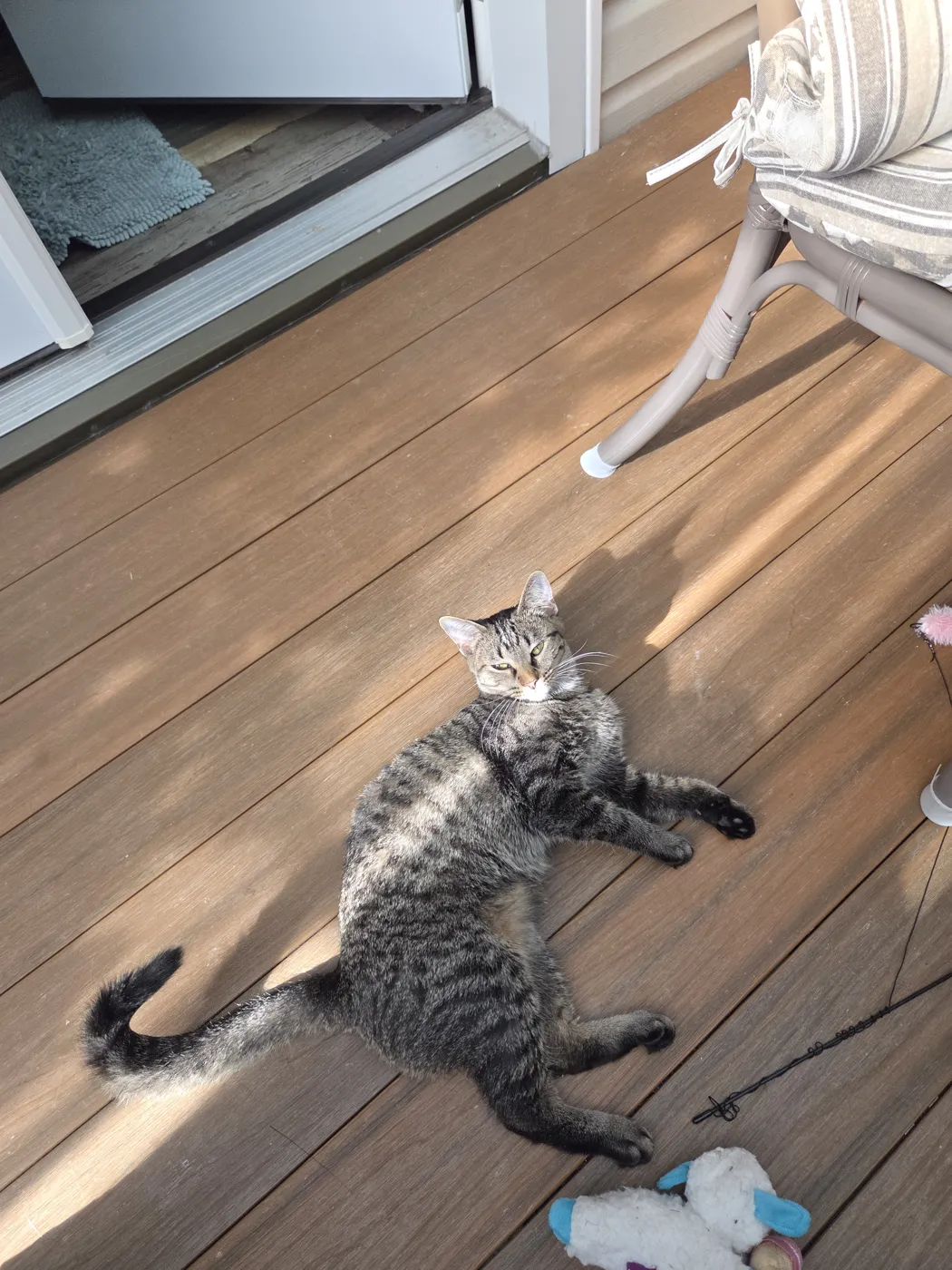 Tabby cat stretching on a deck