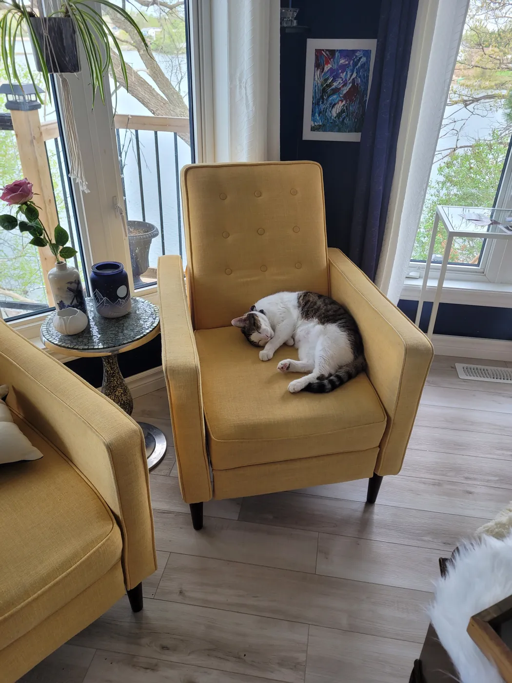 Cat asleep in a yellow armchair