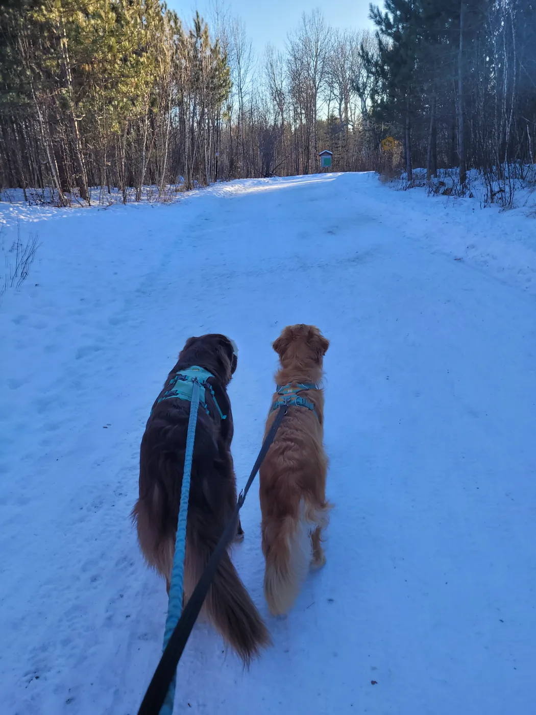 Two dogs on a snowy trail walk