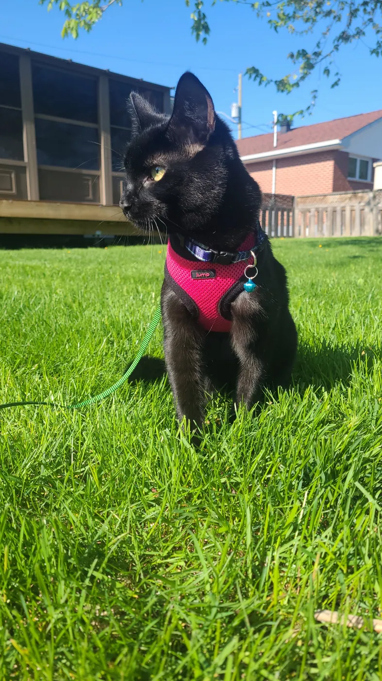 Black cat in a pink harness sitting in the grass